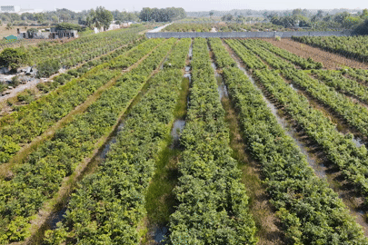 Thủ phủ mai vàng Bình Lợi hối hả chuẩn bị vụ Tết