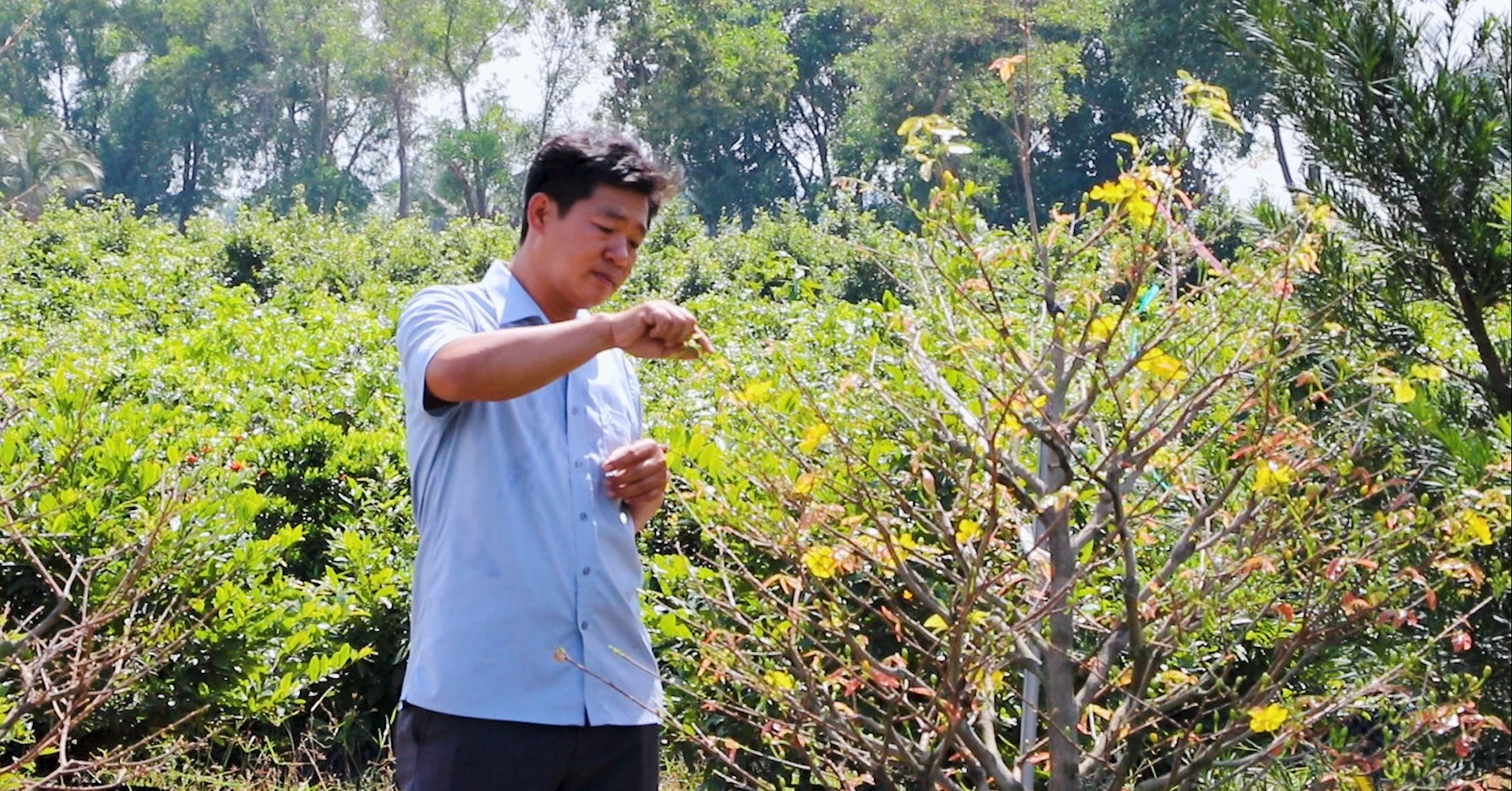 Thủ phủ mai vàng Bình Lợi hối hả chuẩn bị vụ Tết