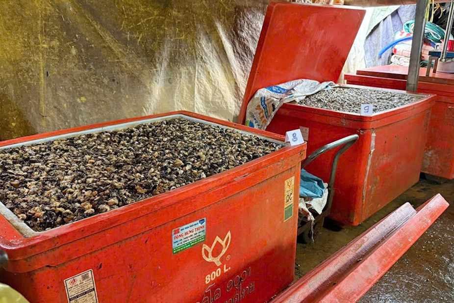 Vụ 500 tấn hóa chất natri silicate ngâm ốc bươu, người ăn như 'bỏng hóa học'