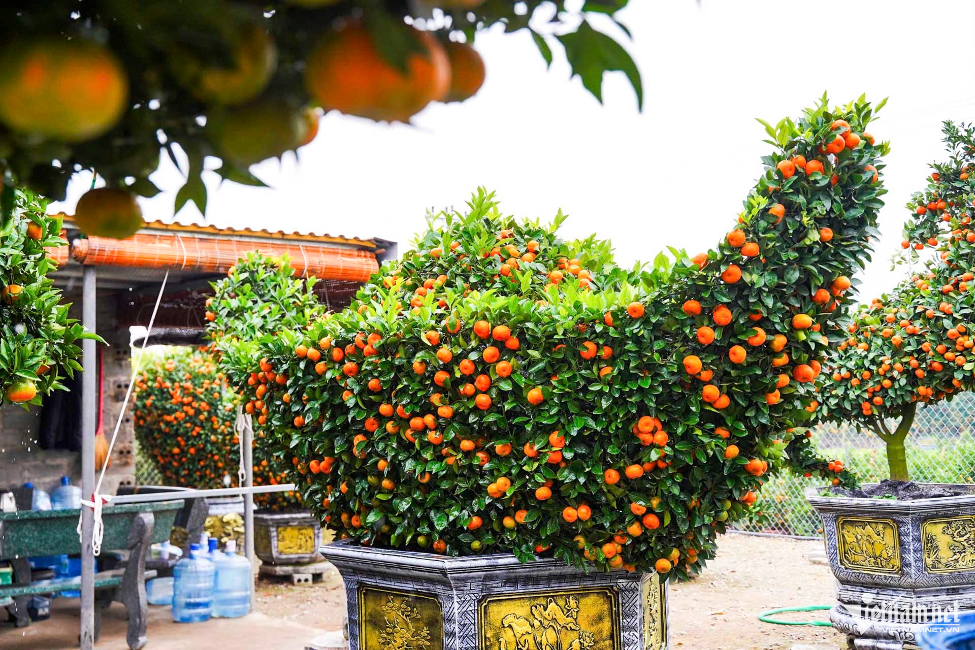 W-quất cảnh hưng yên_11.JPG.jpg