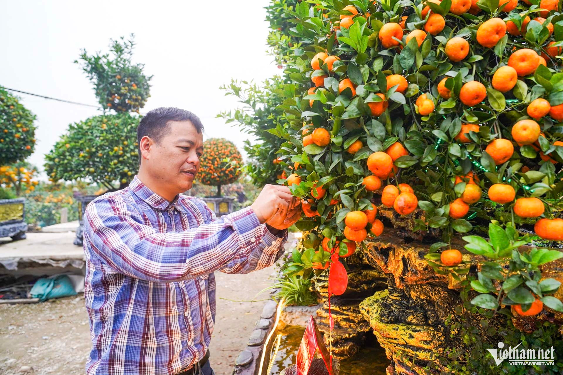 W-quất cảnh hưng yên_2.JPG.jpg