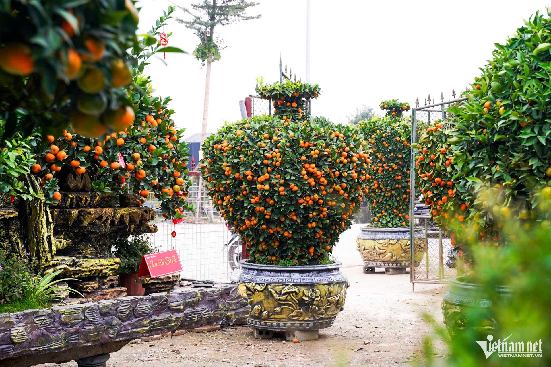 W-quất cảnh hưng yên_6.JPG.jpg