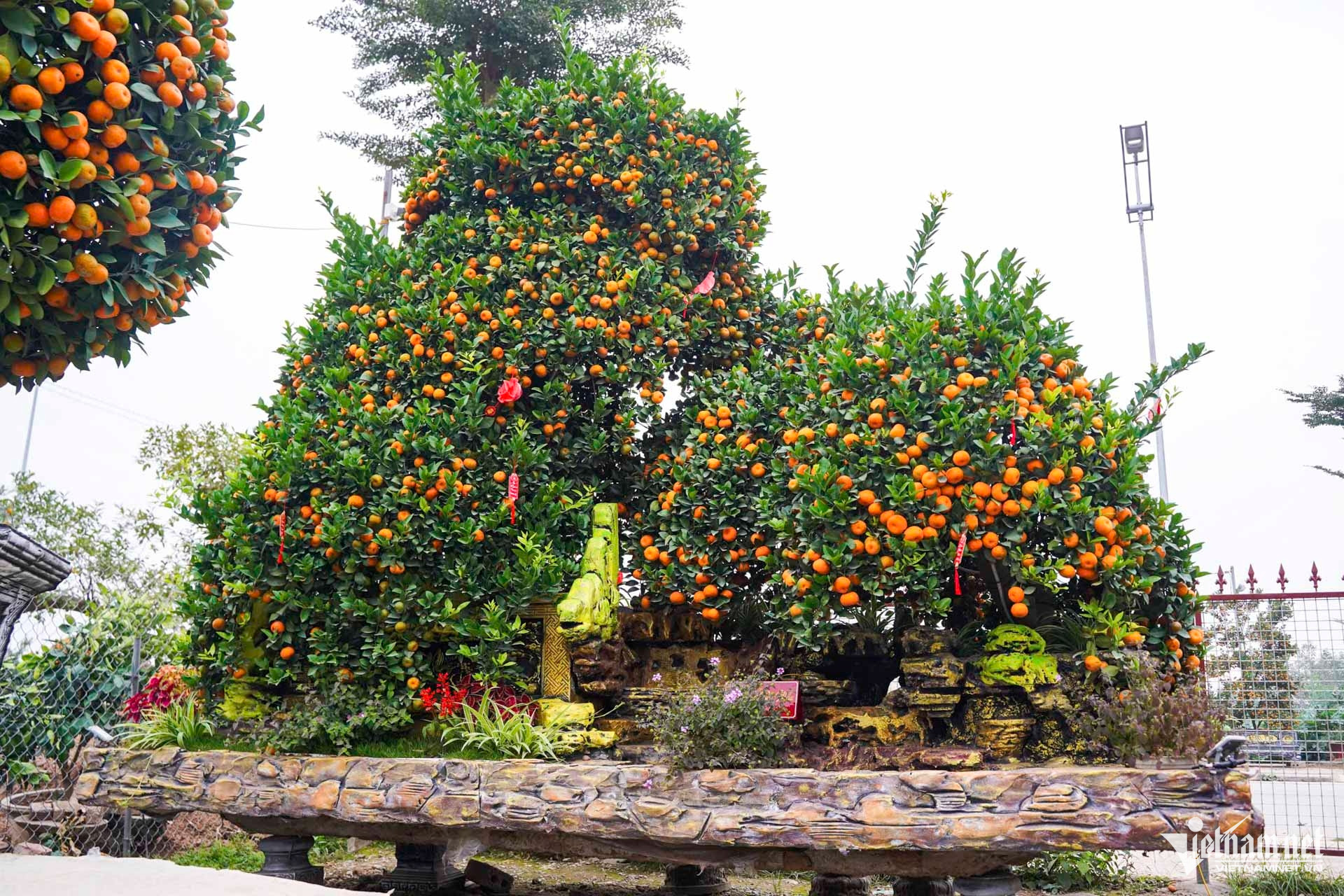 W-quất cảnh hưng yên_7.JPG.jpg