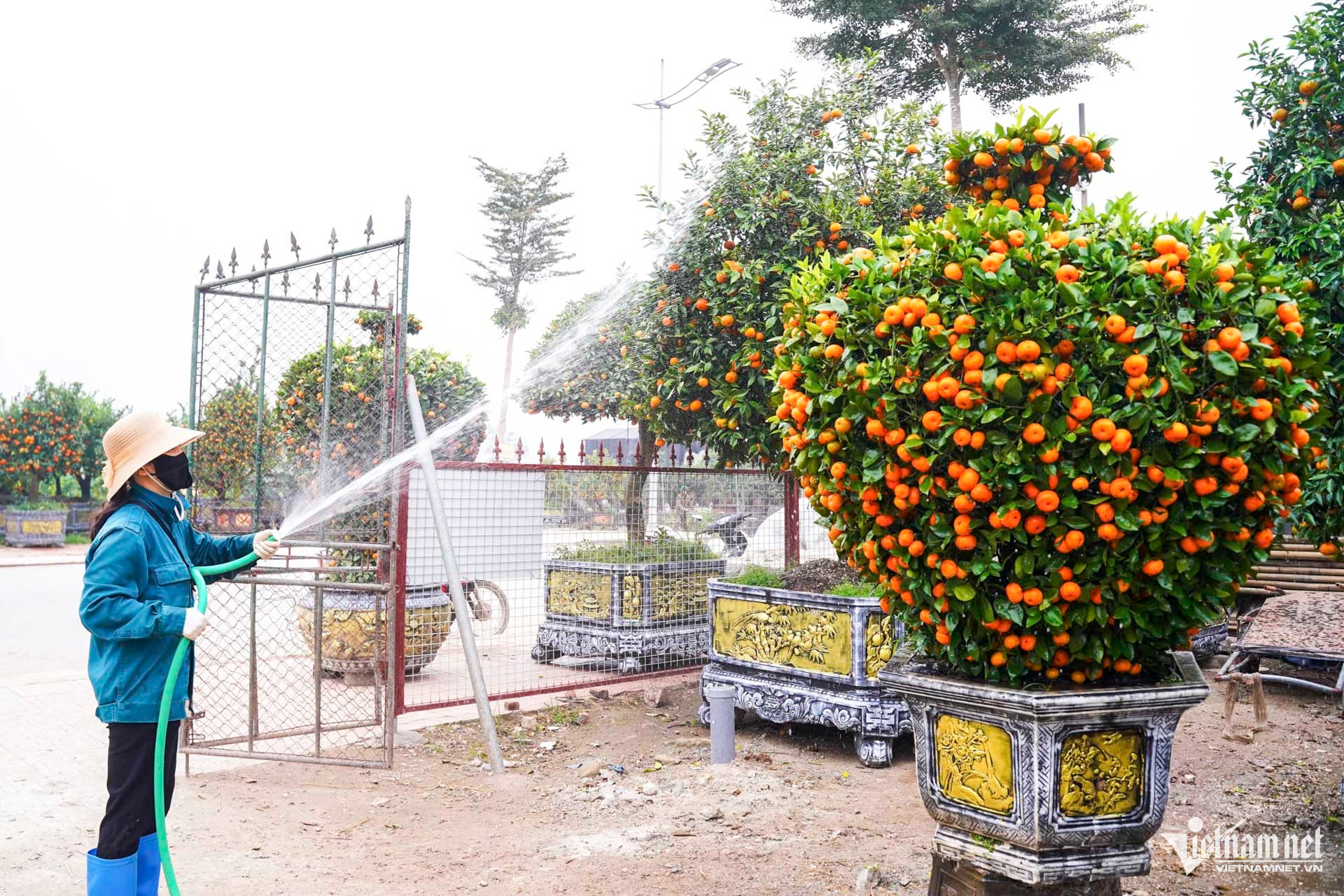 W-quất cảnh hưng yên_8.JPG.jpg