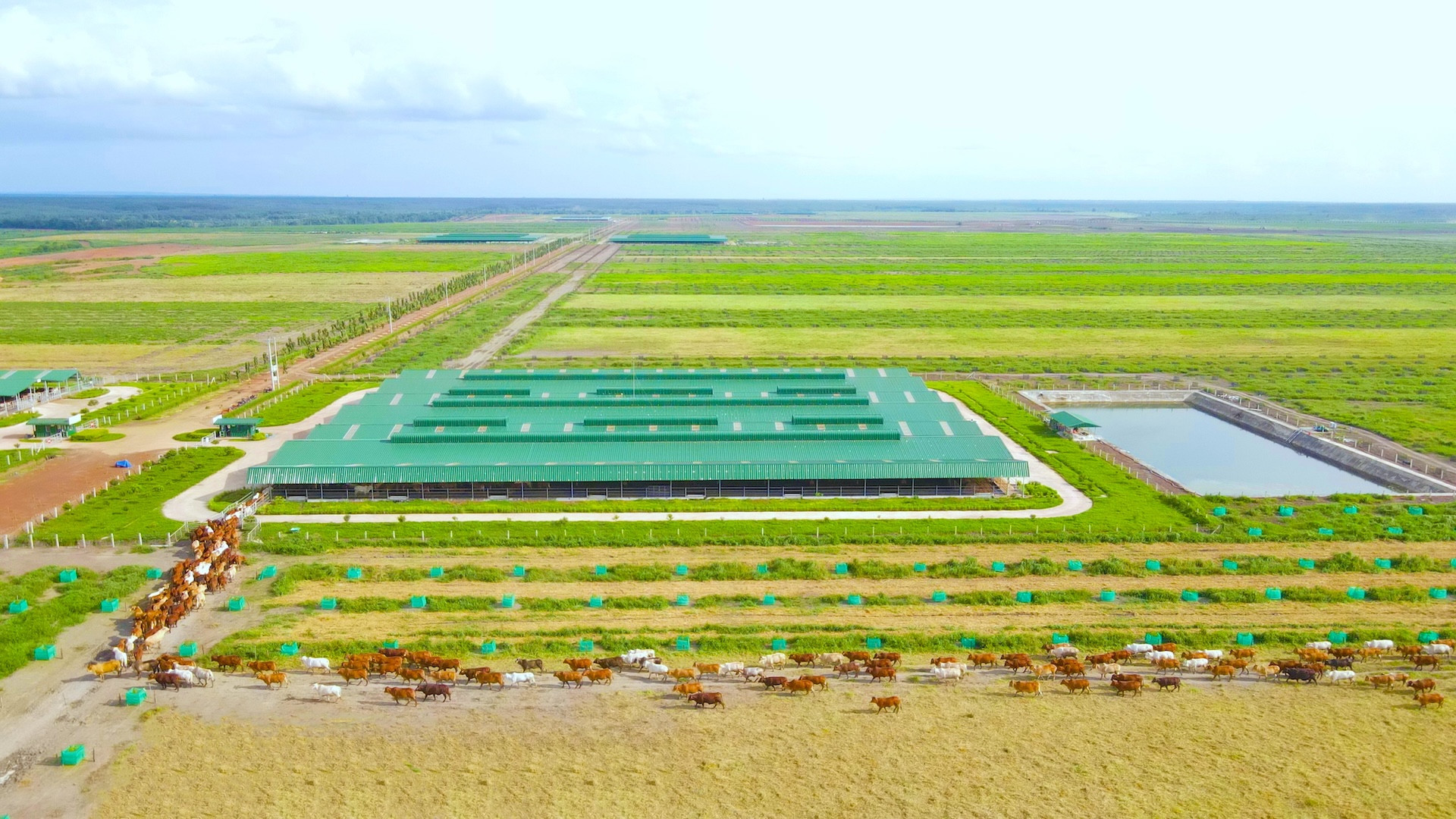 7. Xí nghiệp Bò kết hợp sầu riêng.JPG