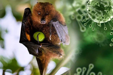 Bộ Y tế yêu cầu tăng cường giám sát, phòng chống dịch bệnh do virus Nipah