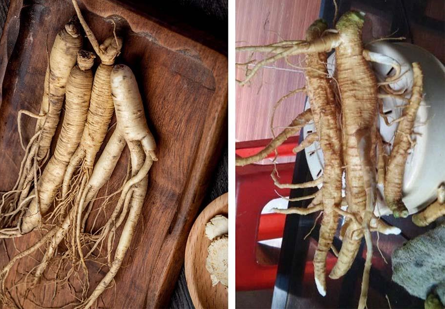 cay thuong luc 4.png