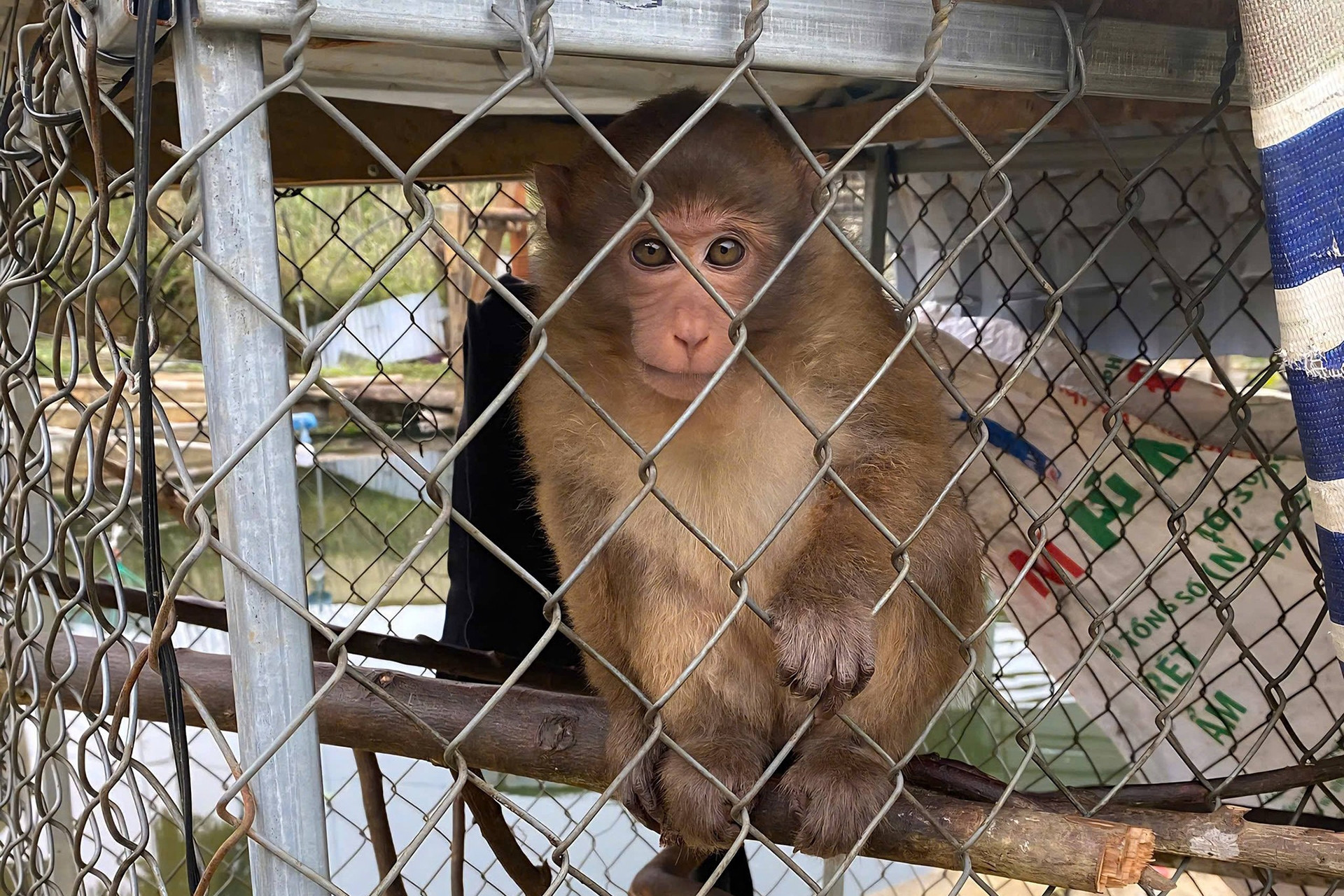 Công an vận động một hộ dân giao nộp cá thể khỉ vàng