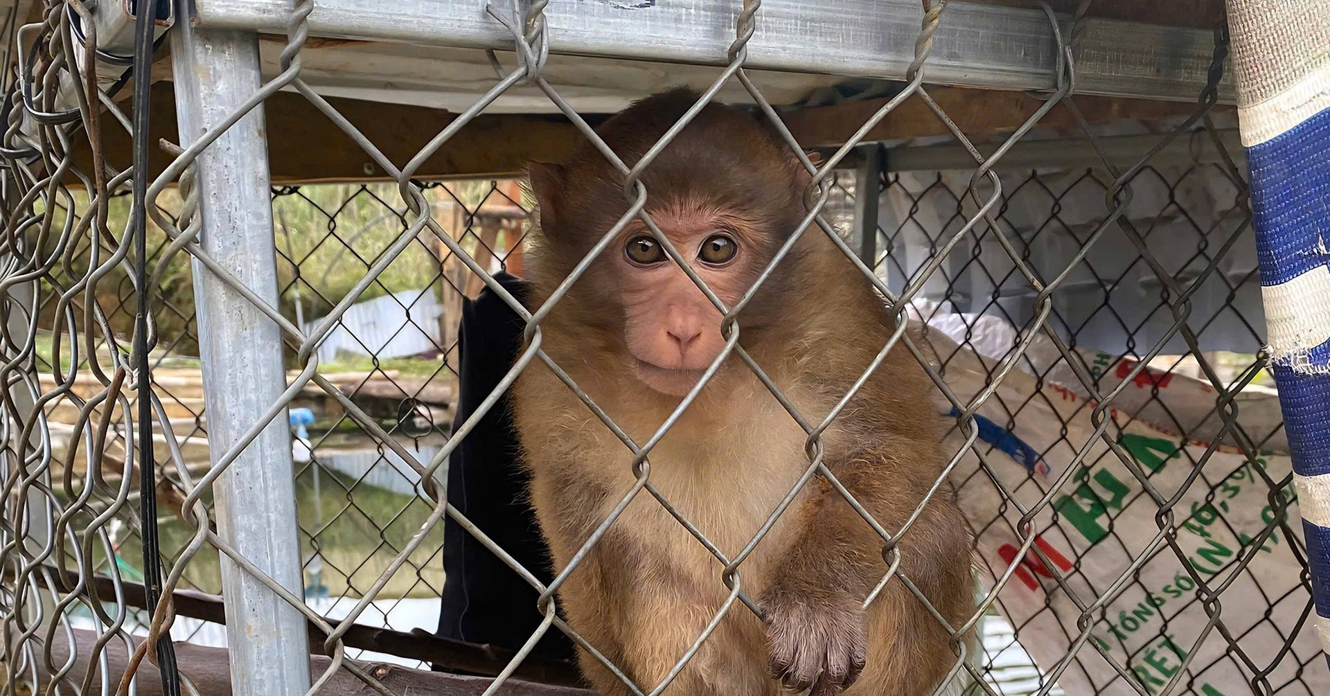 Công an vận động một hộ dân giao nộp cá thể khỉ vàng