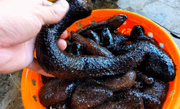 hải sâm đen sinh TV.gif