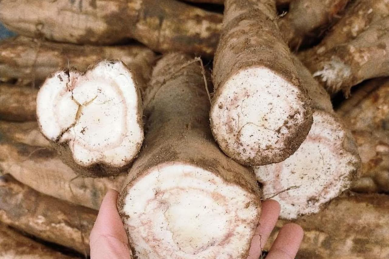 Loại củ bán đầy chợ, giải rượu cực tốt