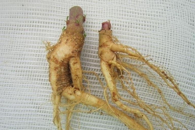 Hai người nhập viện vì ngộ độc sau khi ăn củ ráy, củ nưa Loại củ giống sâm khiến nhiều người ngộ độc