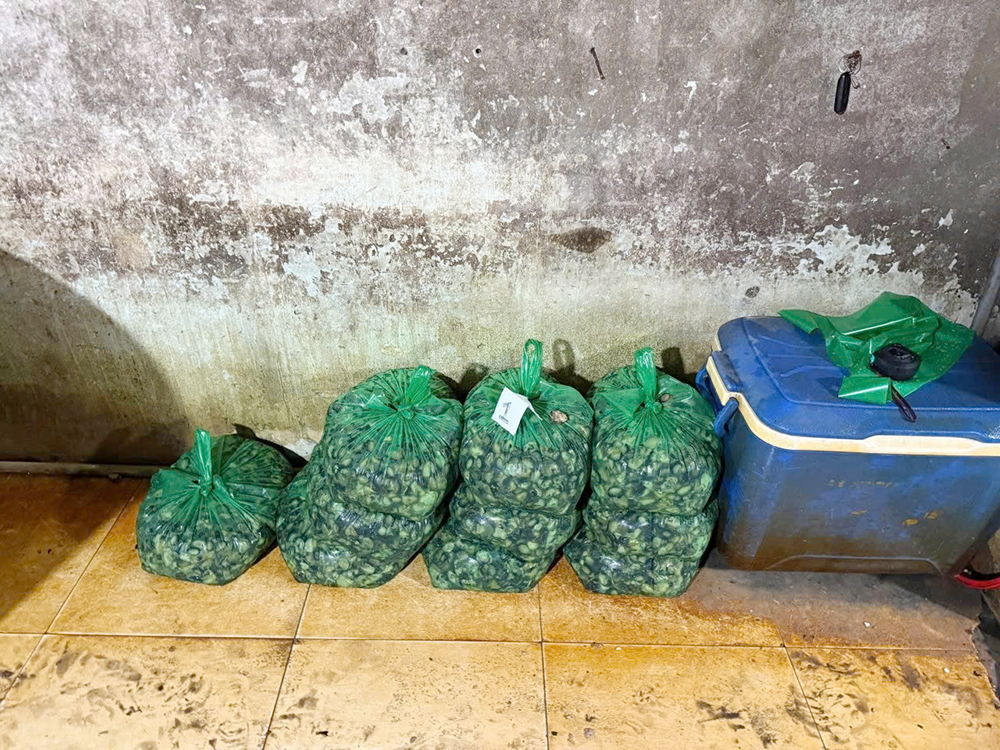 oc ngam hoa chat tphcm 7.png