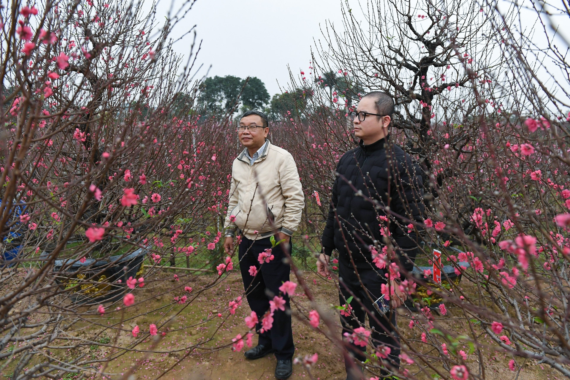 Thủ phủ đào Hà Nội nở rộ, cảnh đông đúc khách từ vườn tới chợ hoa