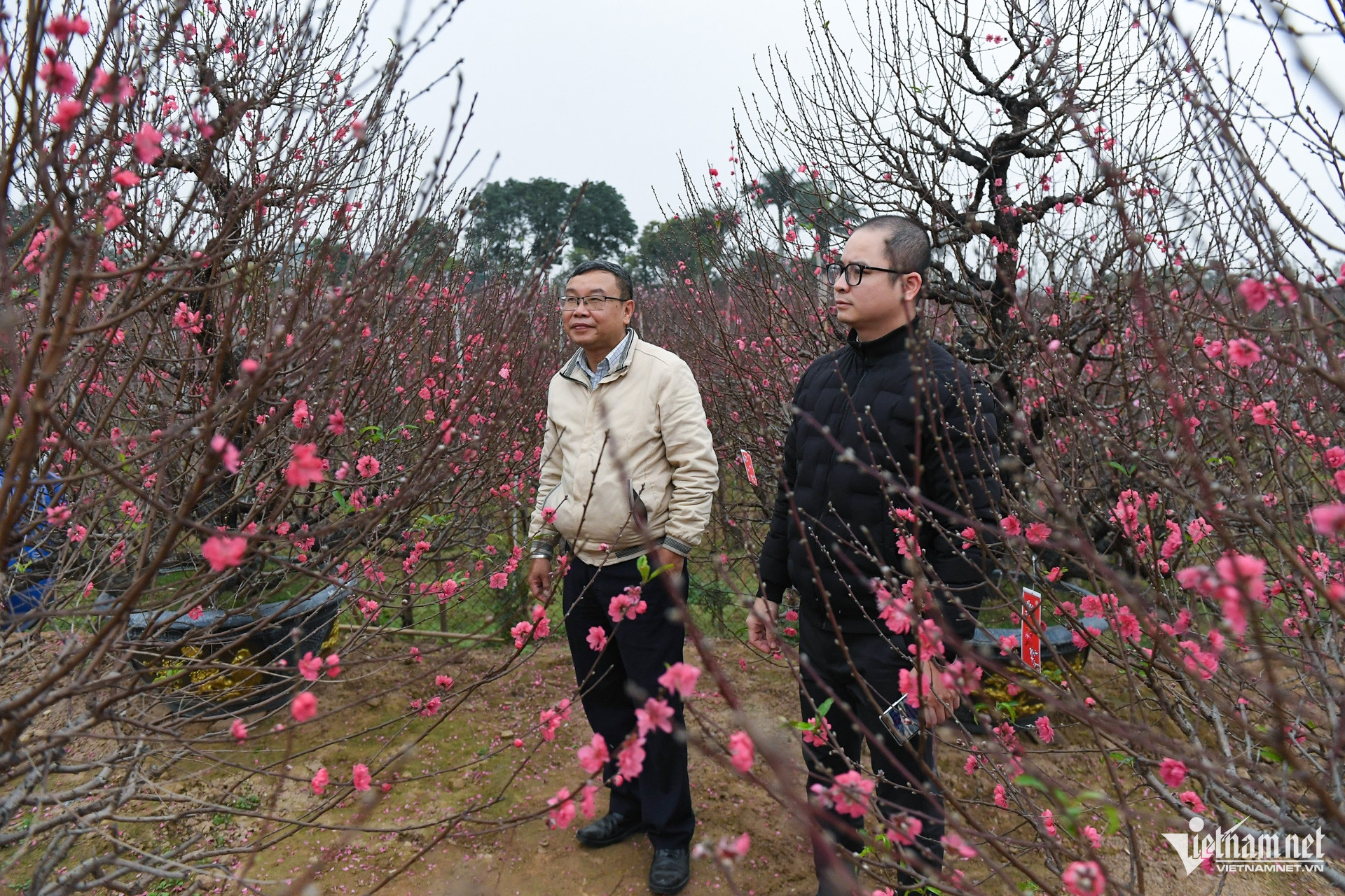 W-dao tet   cay canh (10).jpg