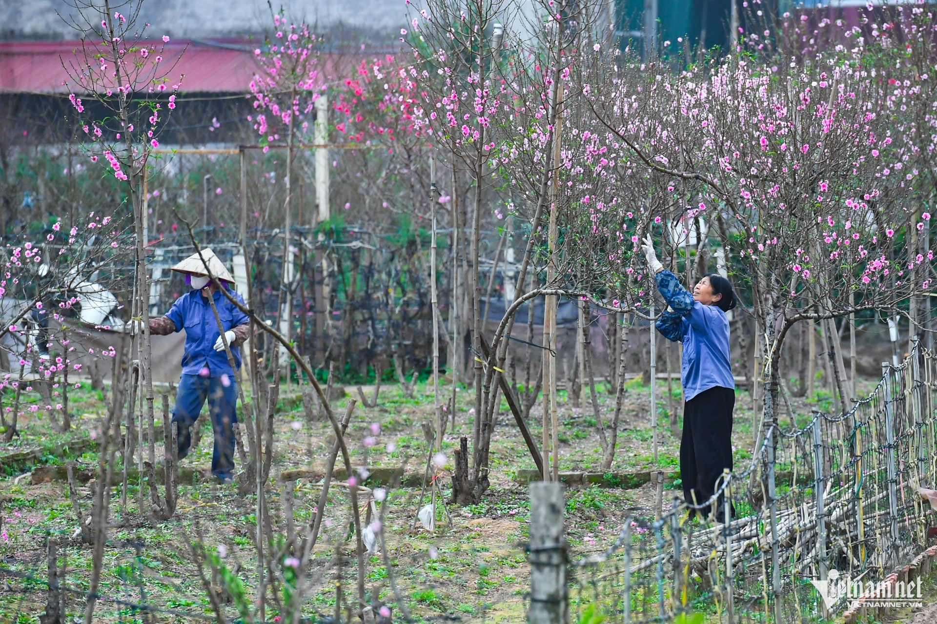 W-dao tet cay canh (14).jpg