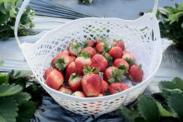 Loại quả bán quanh năm ở chợ, kích thích tiêu hóa, giảm căng thẳng 6 loại rau quả chứa nhiều vitamin C hơn dâu tây