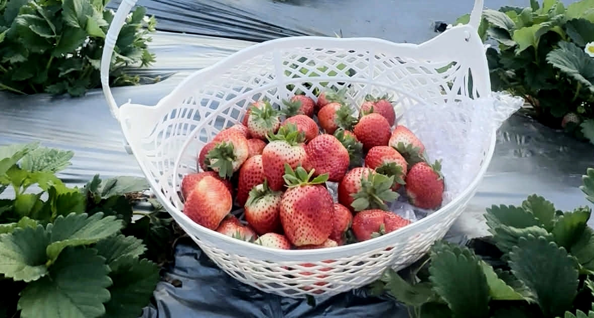 6 loại rau quả chứa nhiều vitamin C hơn dâu tây