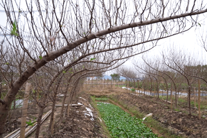 Bên trong vườn đào ‘trơ gốc’ giá tiền tỉ, thương lái tấp nập tìm mua