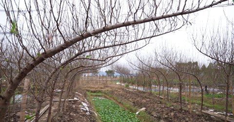 Bên trong vườn đào ‘trơ gốc’ giá tiền tỉ, thương lái tấp nập tìm mua