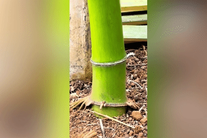 Cây tre “kiên cường” mọc xuyên cột đèn gây sốt mạng xã hội Trung Quốc