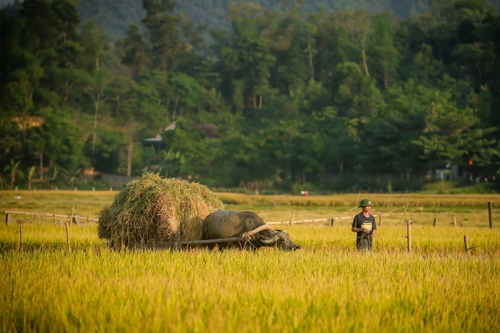 Cho ở nhờ vì thương người, khổ chủ ròng rã kiện đòi lại đất
