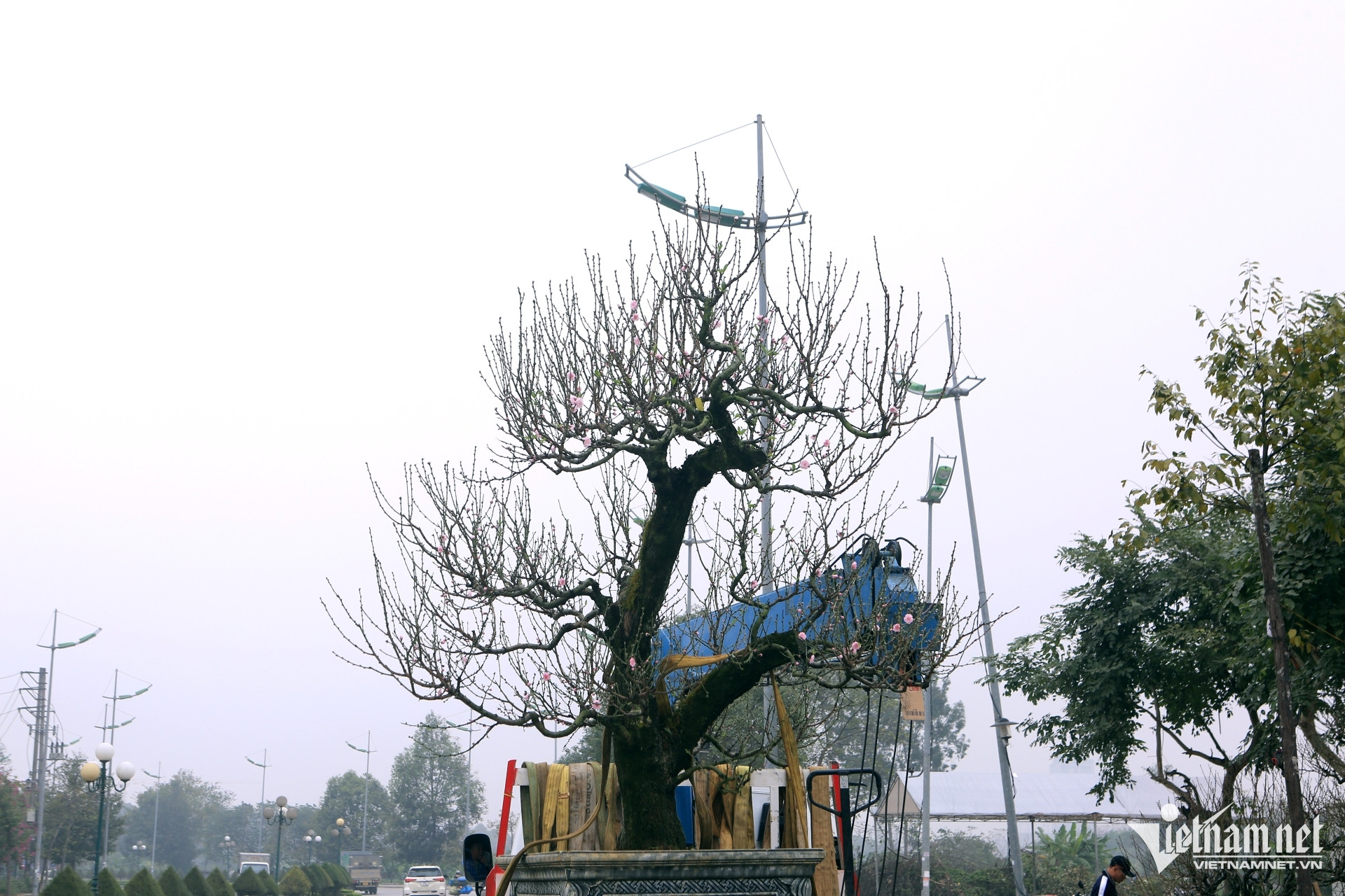 W-a6Nở rộ dịch vụ cho thuê gốc đào.JPG.jpg