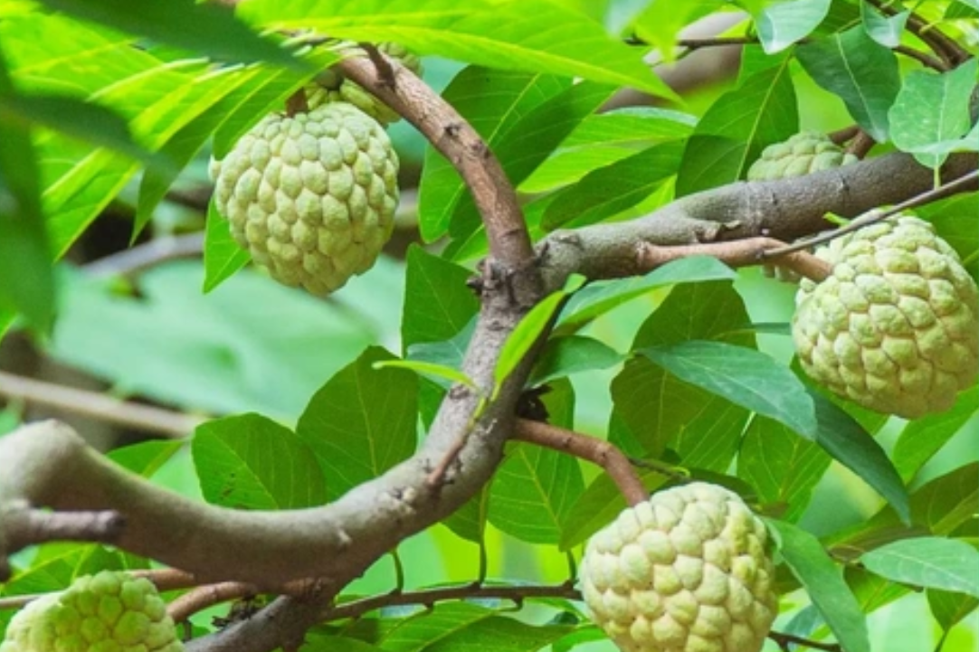 Cây na trước nhà: Dễ trồng, sai quả, hút tài lộc