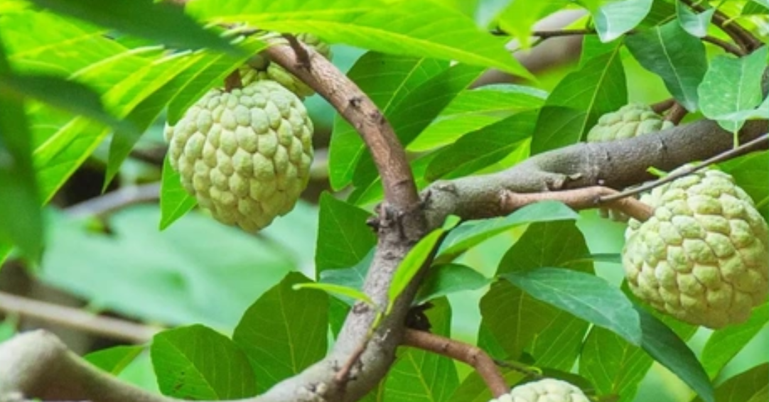Cây na trước nhà: Dễ trồng, sai quả, hút tài lộc