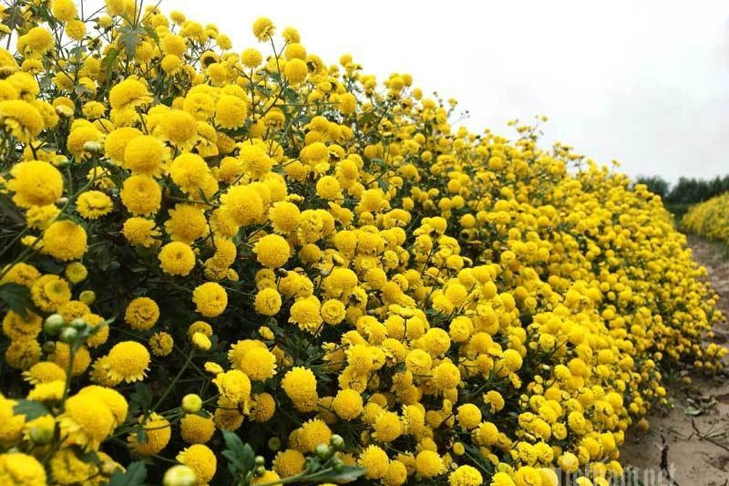 Loài hoa trồng trong nhà ‘kích tài-gọi lộc’ mạnh nhất dịp Tết