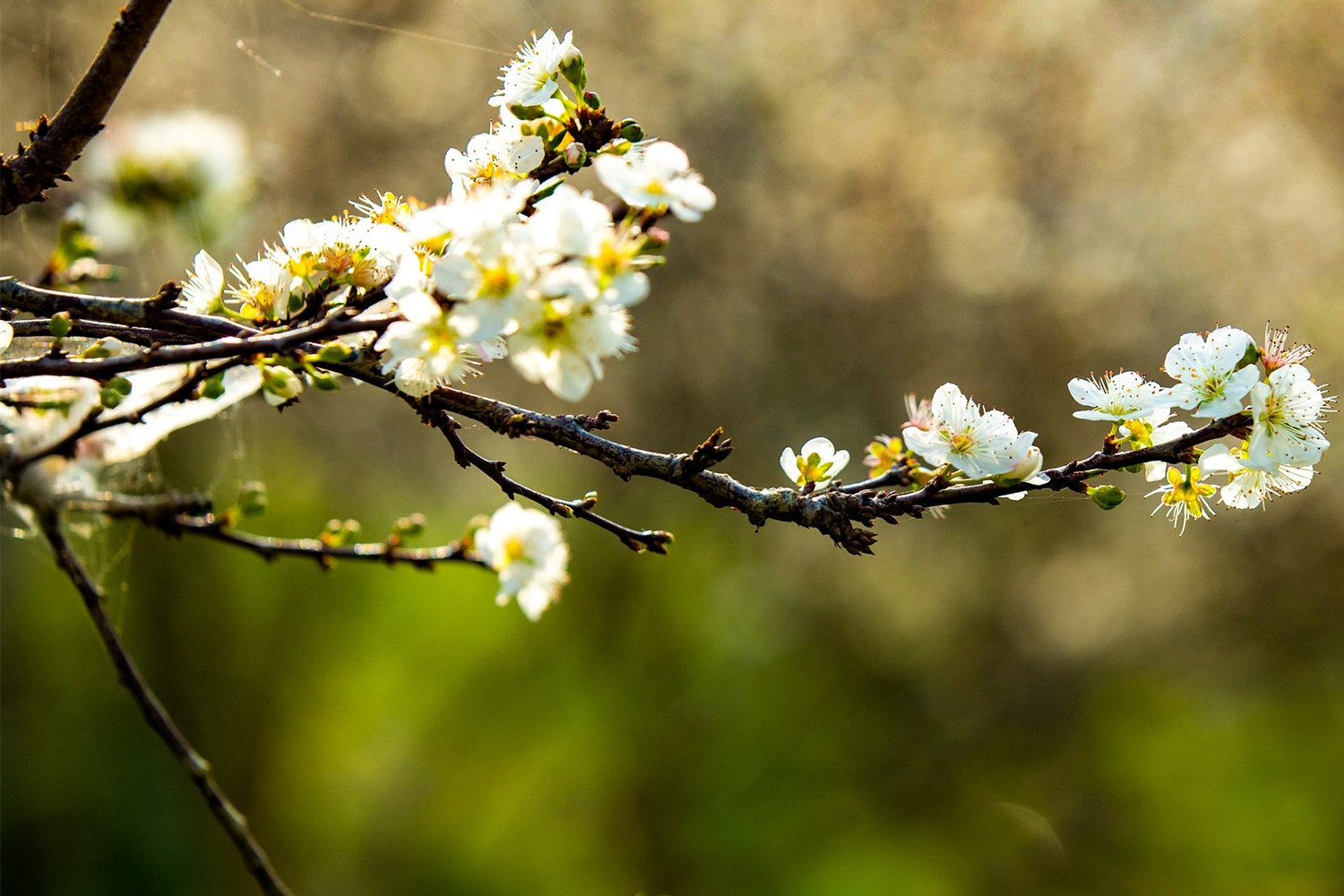 Mùa hoa mận Mộc Châu: Sắc trắng cao nguyên níu tim người