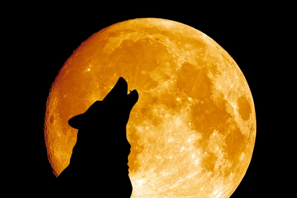  Siêu Trăng Sói cực hiếm, người Việt có thể ngắm từ chập tối 