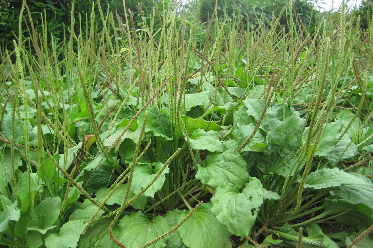 Loại cây mọc đầy ven đường được ví như ‘khắc tinh’ sỏi thận