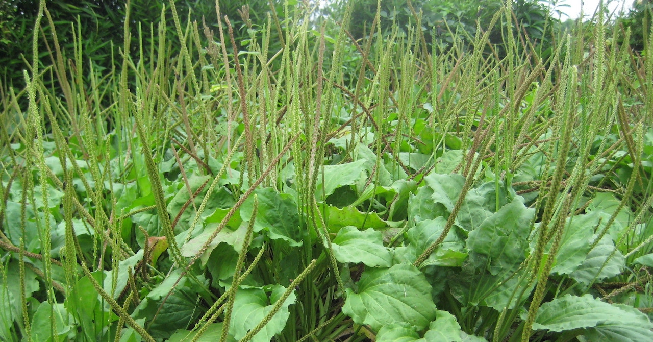 Loại cây mọc đầy ven đường được ví như ‘khắc tinh’ sỏi thận