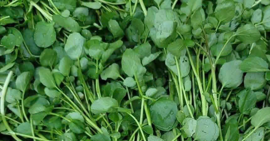 Loại rau nhiều người Việt "né" nhưng Mỹ xếp "ngôi sao dinh dưỡng"