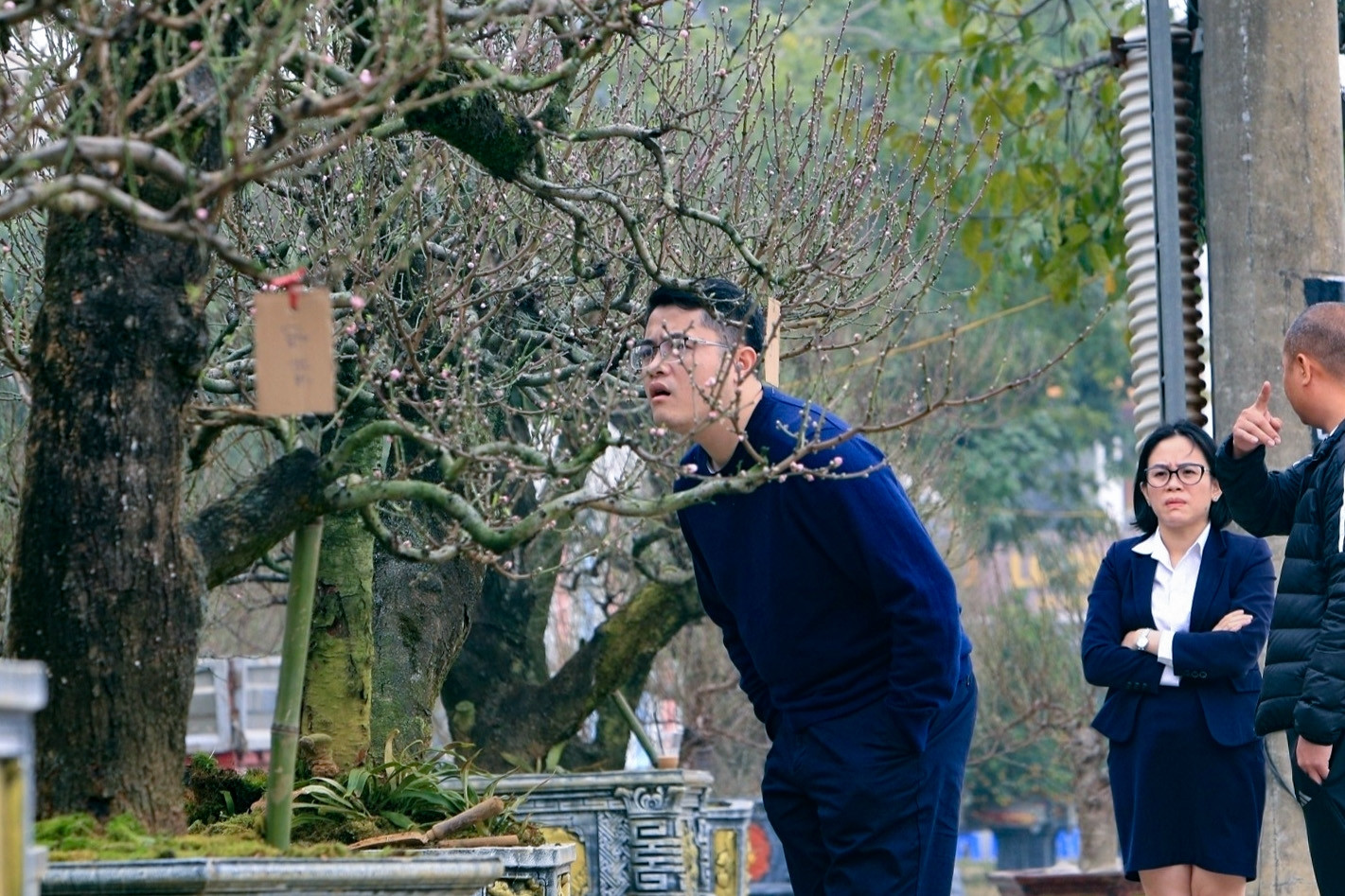 Thuê đào cổ chơi Tết nở rộ ở Thanh Hóa, có cây giá tới 150 triệu đồng