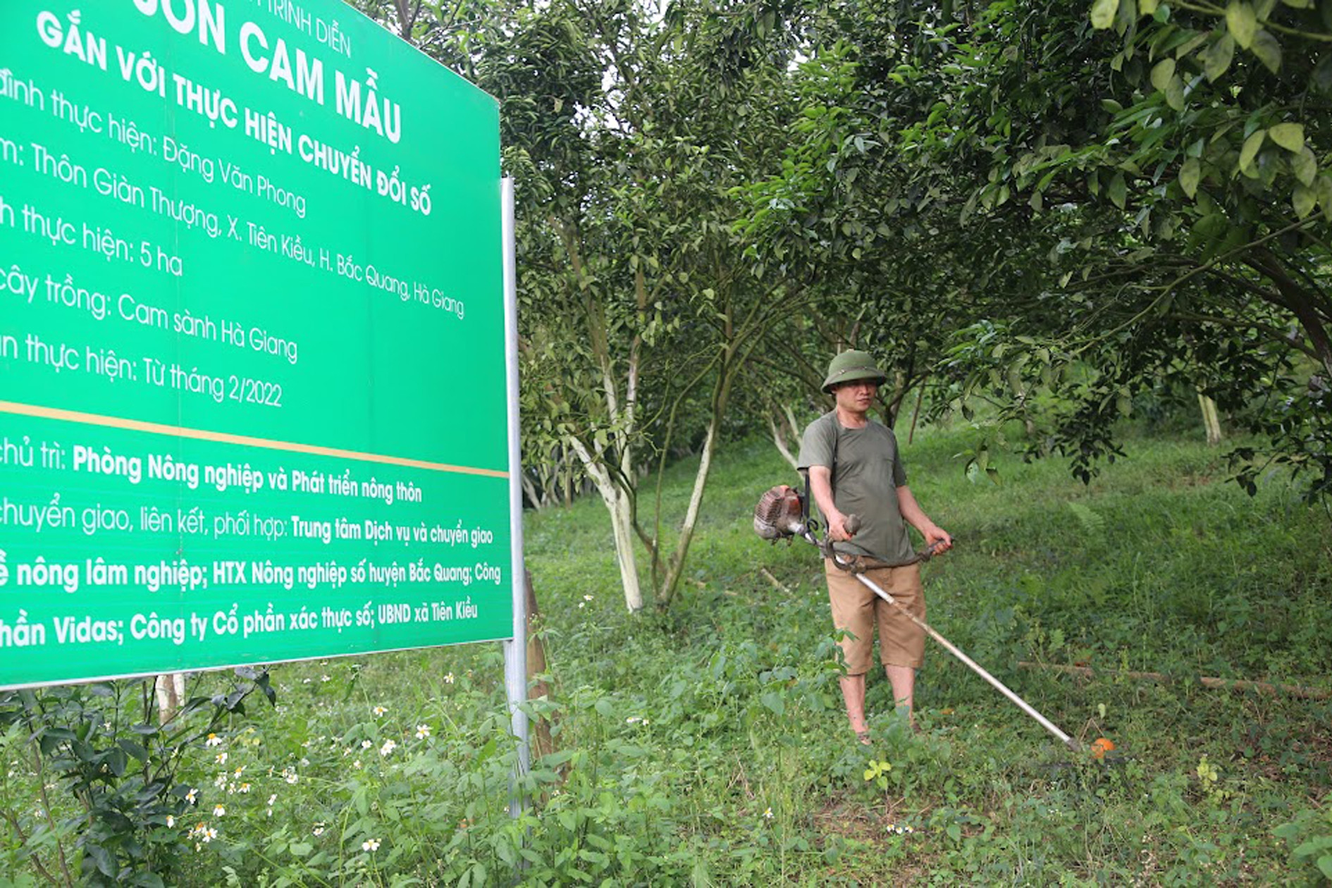 Tuyên Quang ứng dụng CNTT trong việc quy hoạch lại các vùng trồng cam