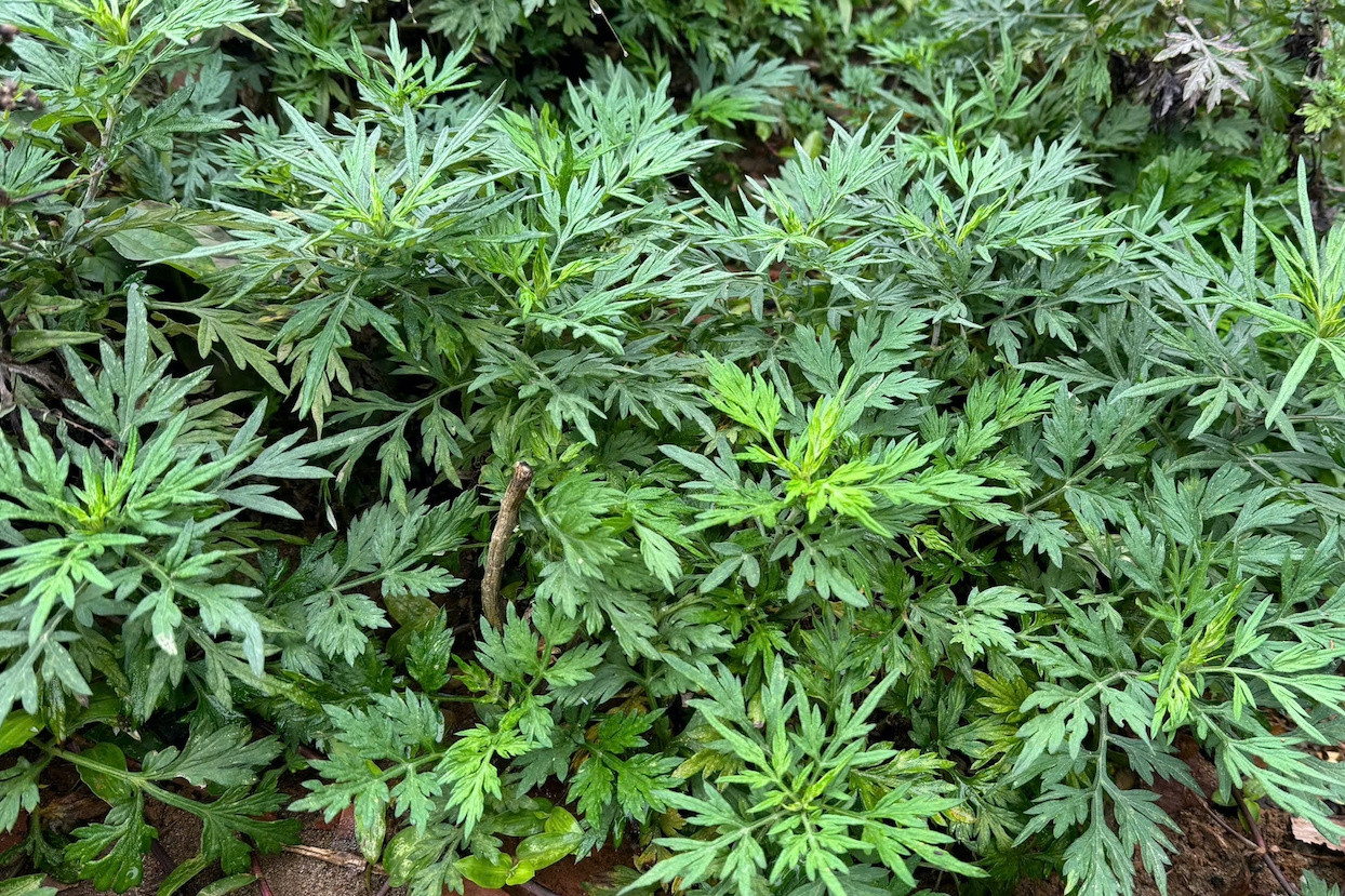 3 loại rau mọc dại ăn lẩu giảm căng thẳng, lo âu