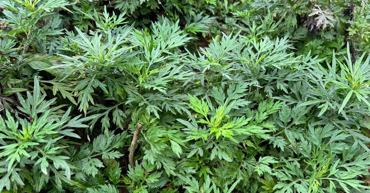 3 loại rau mọc dại ăn lẩu giảm căng thẳng, lo âu