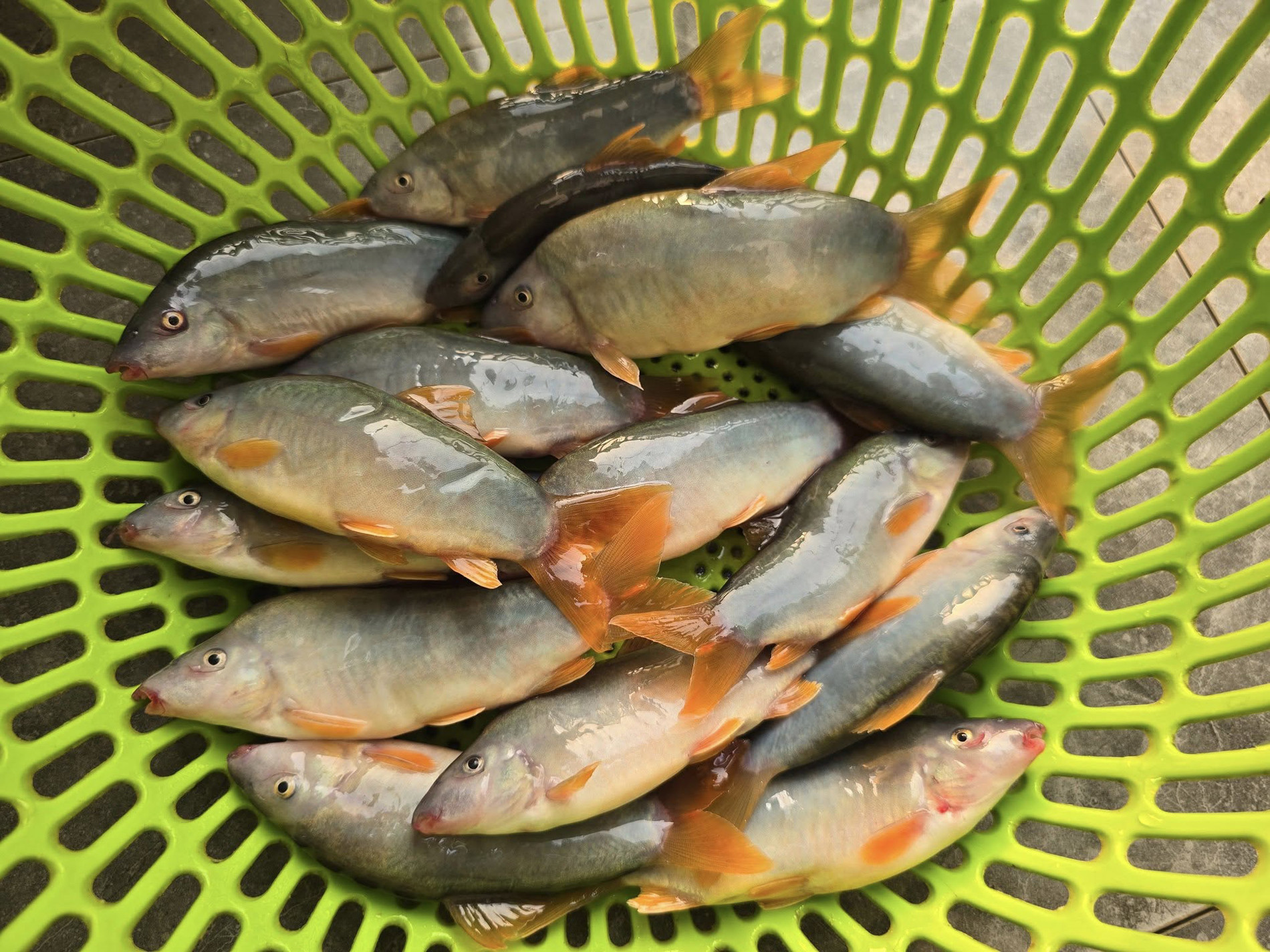 cá heo miền Tây   Ngọc Trà Nguyễn 0.jpg