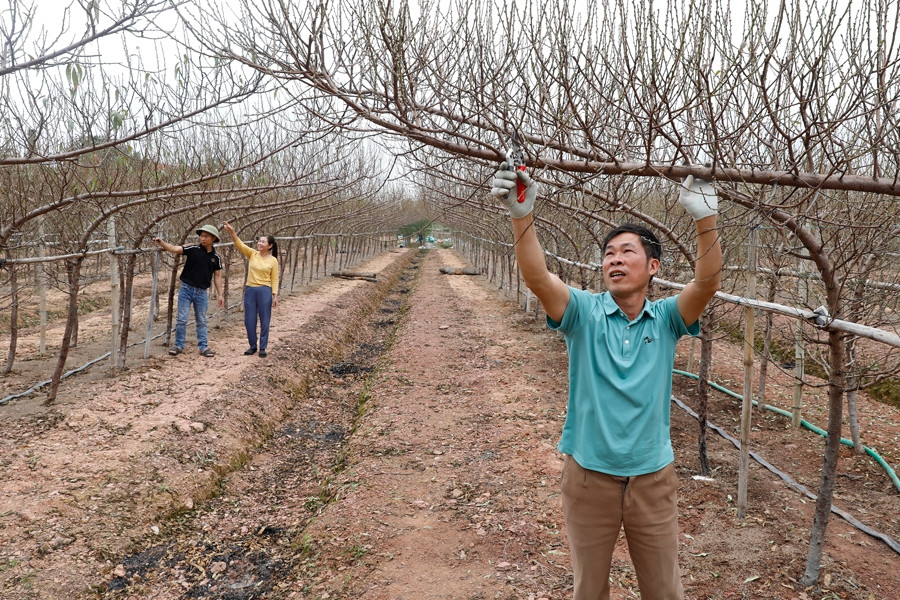 Đào huyền lên ngôi, nhiều hộ dân Bắc Ninh đổi đời mỗi dịp Tết
