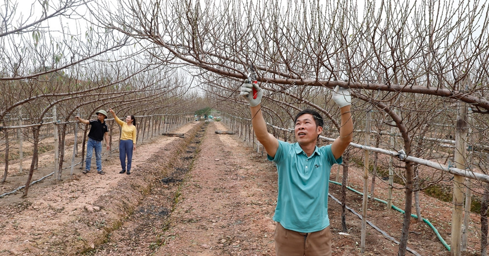 Đào huyền lên ngôi, nhiều hộ dân Bắc Ninh đổi đời mỗi dịp Tết