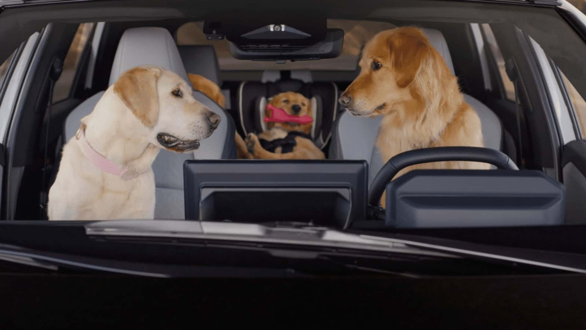 subaru dog commercial.jpeg