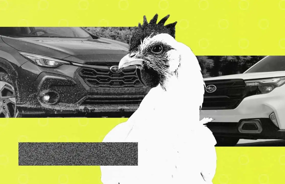 Thống kê thú vị: 3% chủ sở hữu ô tô Subaru thường xuyên chở gà trên xe