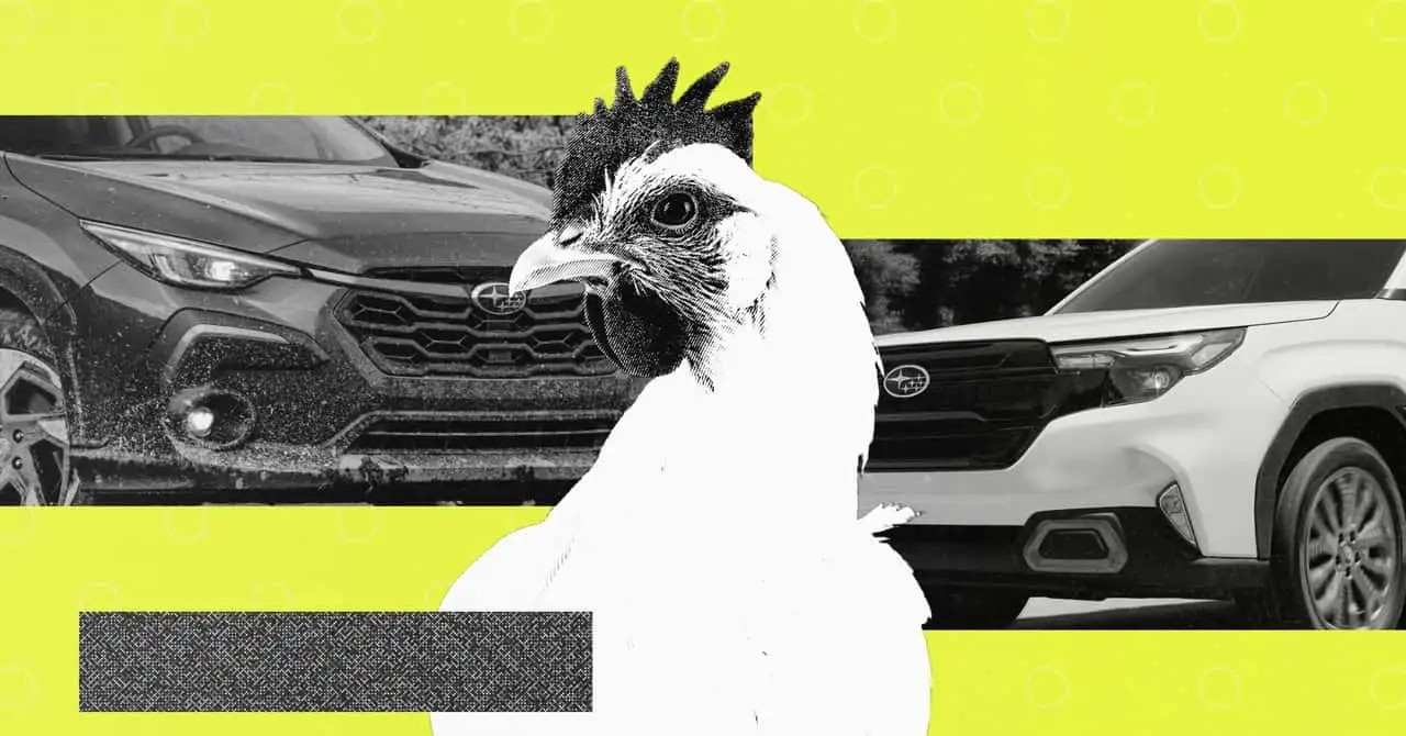 Thống kê thú vị: 3% chủ sở hữu ô tô Subaru thường xuyên chở gà trên xe