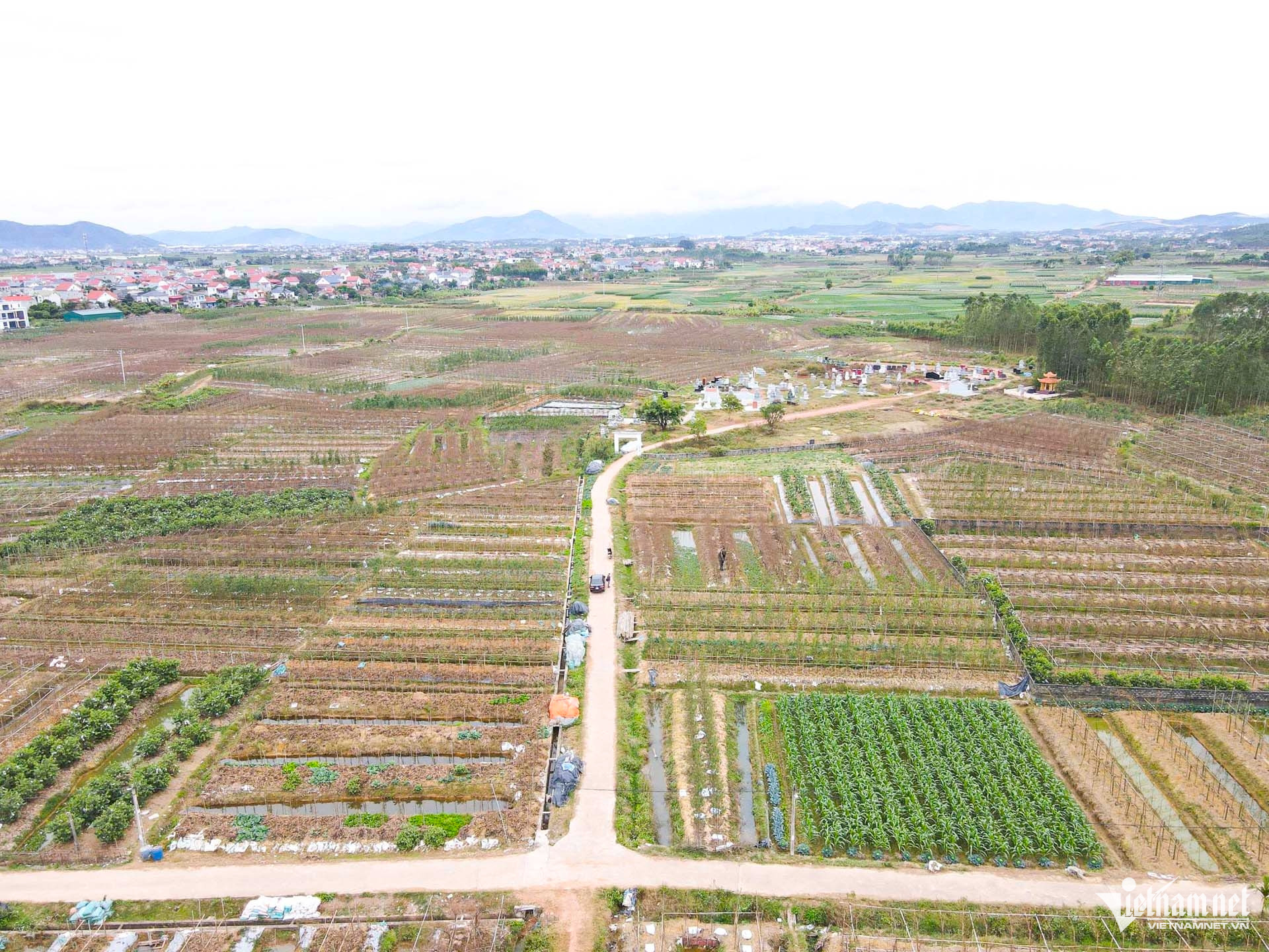 W-làng đào bắc ninh_1.JPG.jpg