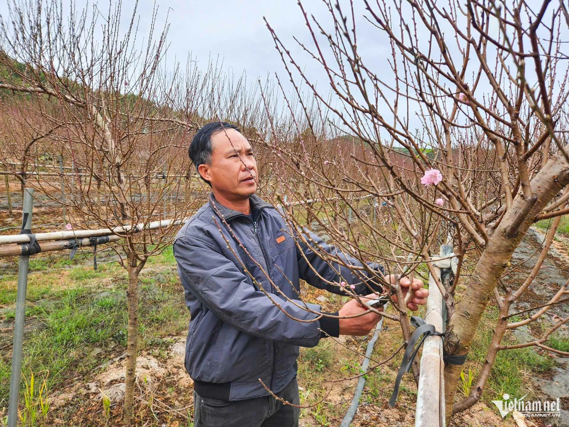 W-làng đào bắc ninh_4.JPG.jpg