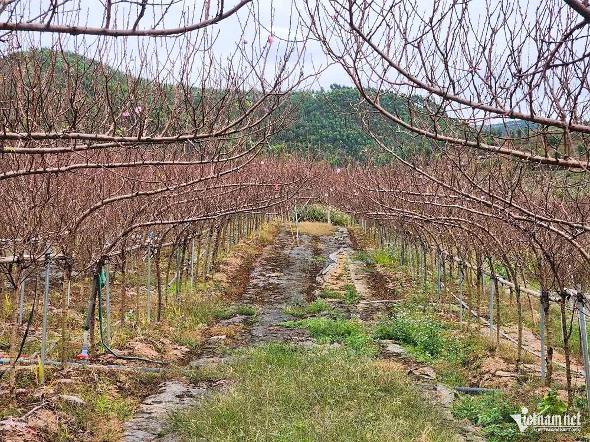 W-làng đào bắc ninh.JPG.jpg