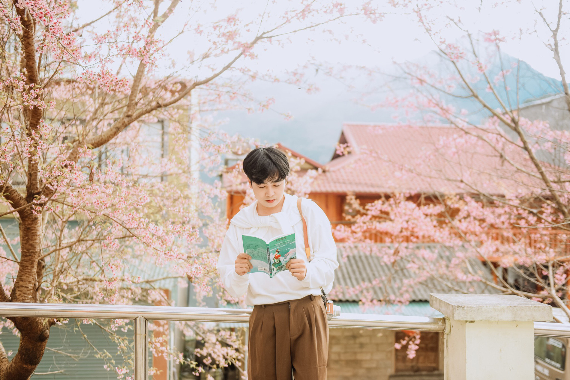 Mai anh đào ở Tuyên Quang