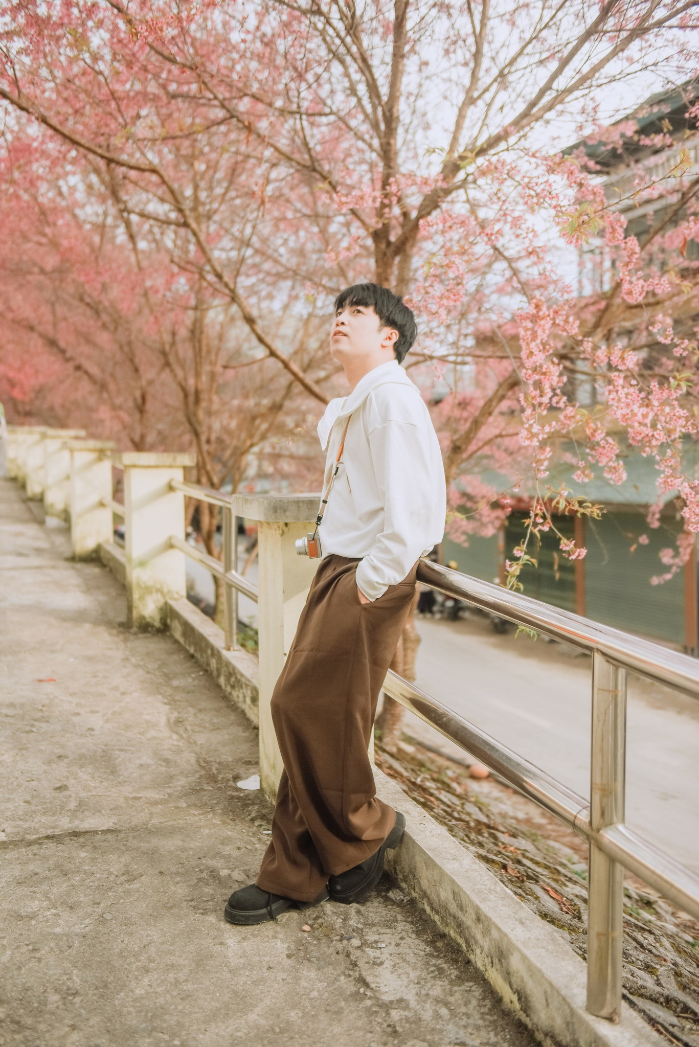 Mai anh đào rực rỡ